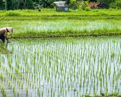 Rice (Paddy)